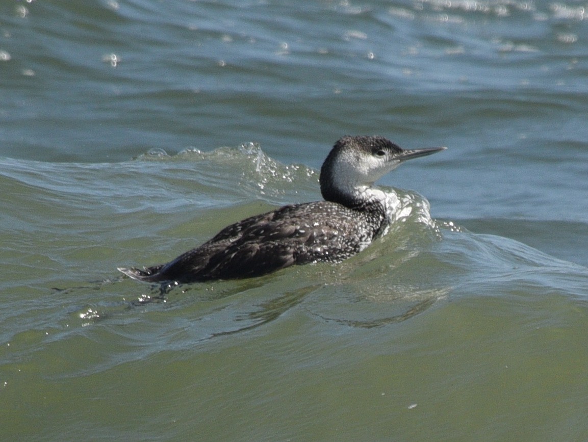 Red-throated Loon - ML617909627