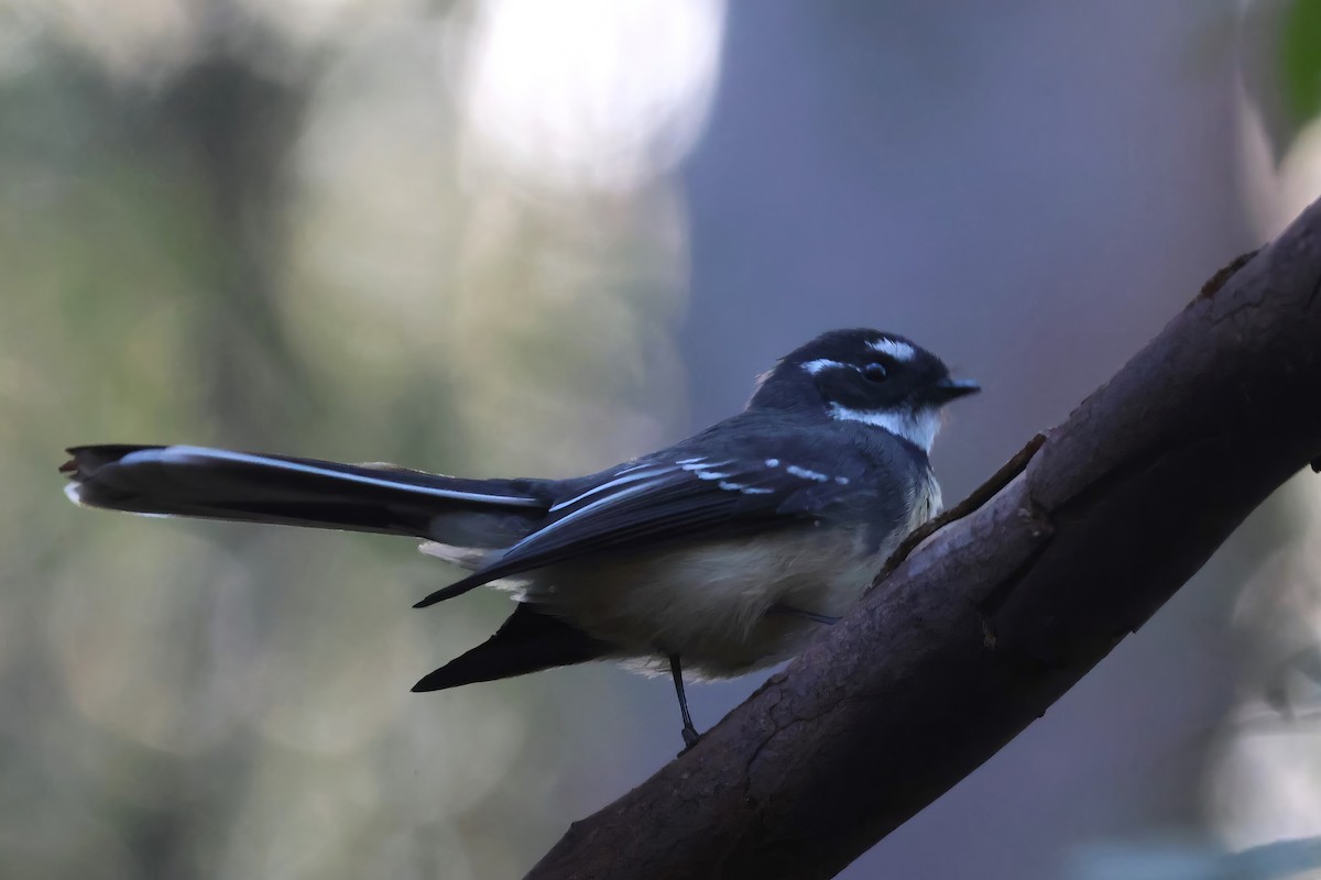 Gray Fantail - Heather Williams