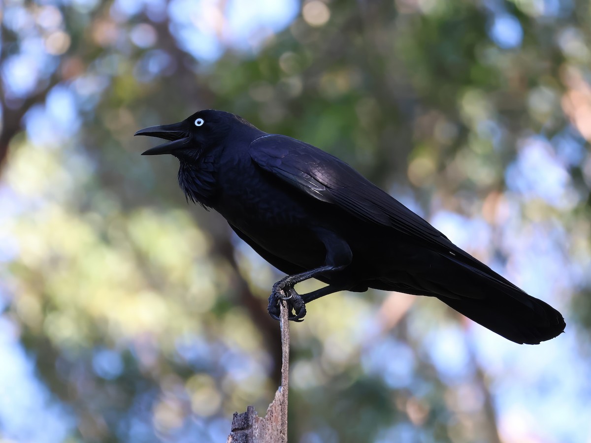 Australian Raven - ML617909641