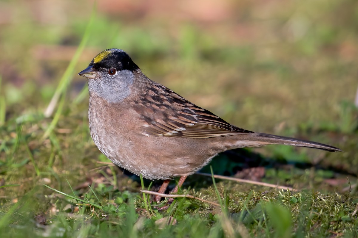 Golden-crowned Sparrow - ML617909645