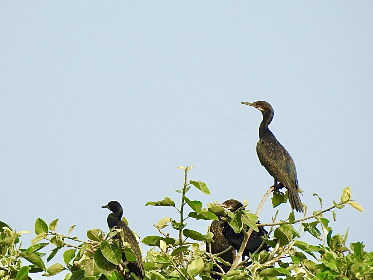 Indian Cormorant - ML617909794