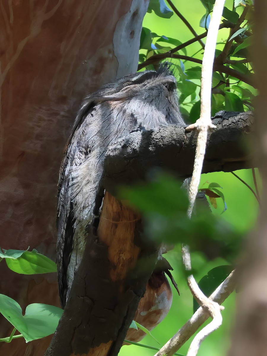 Tawny Frogmouth - Heather Williams