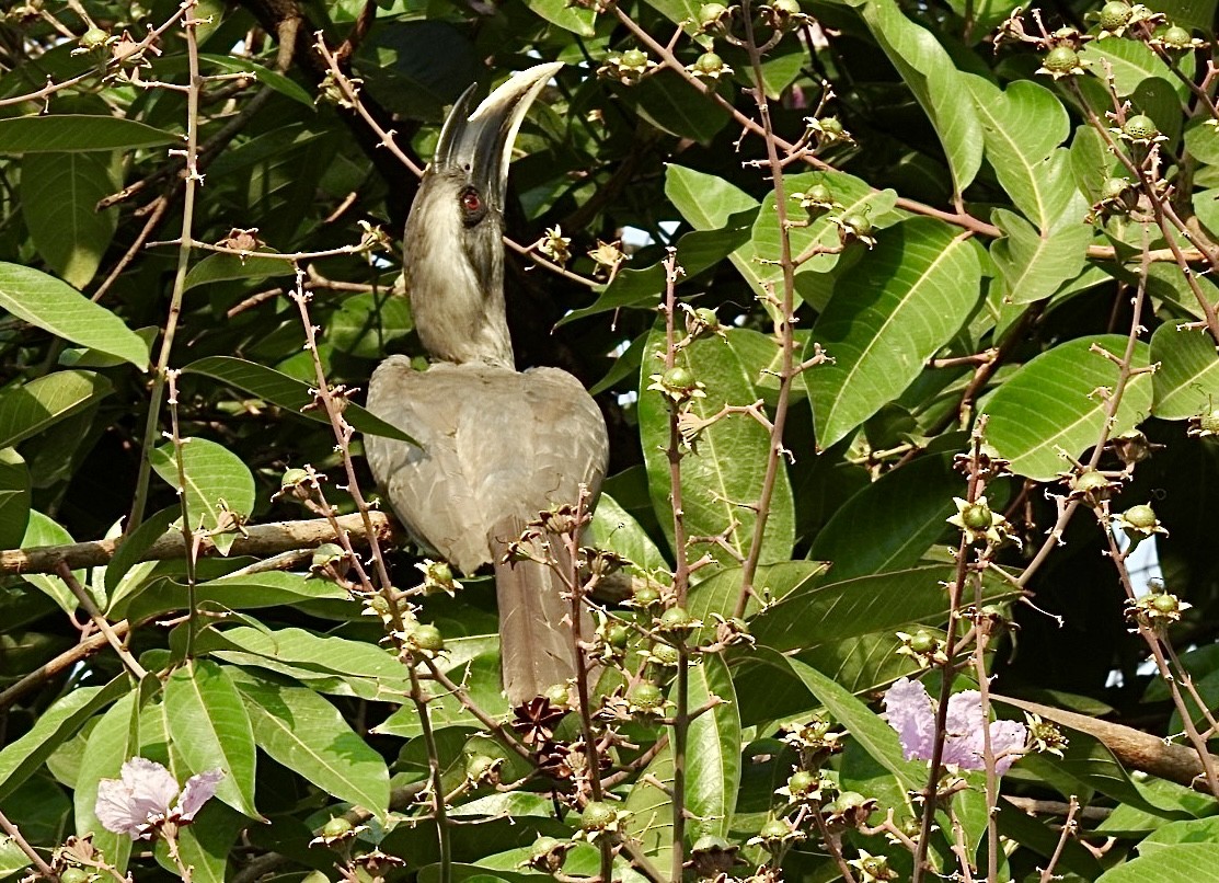 Indian Gray Hornbill - ML617909915