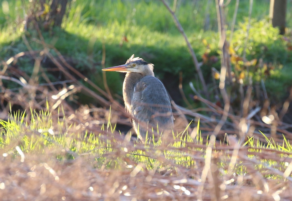 eBird Checklist 24 Apr 2024 Manchester Landfill & Laurel Marsh 24