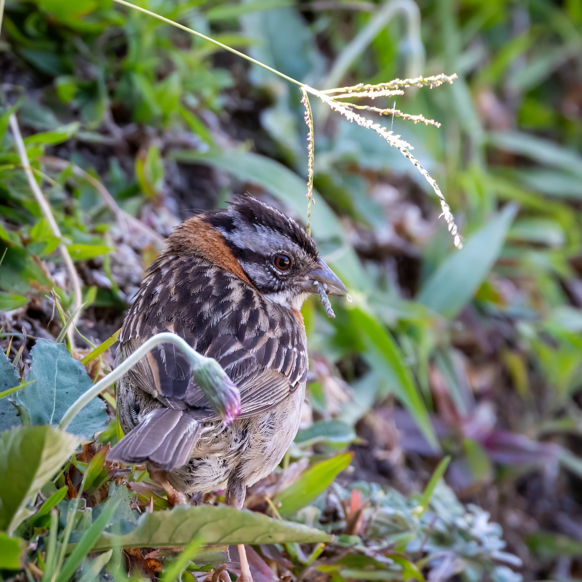 Rufous-collared Sparrow - Sean Sparrow