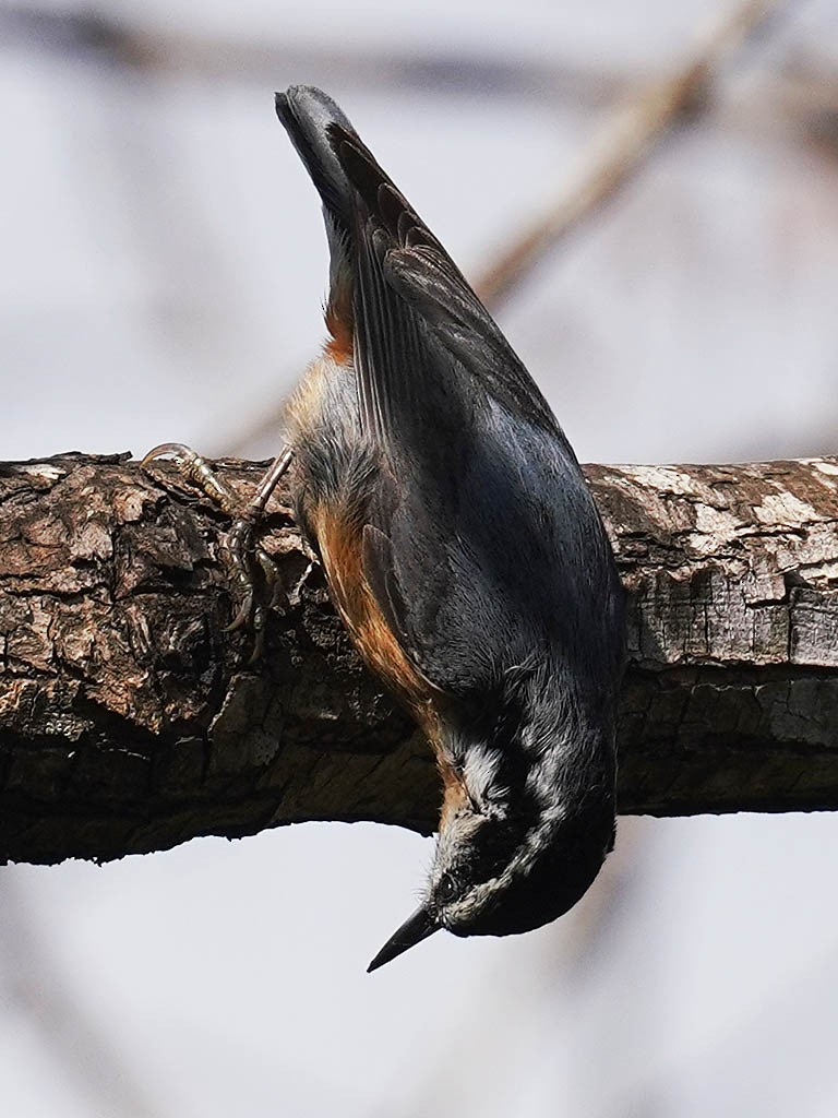 Red-breasted Nuthatch - ML617909979