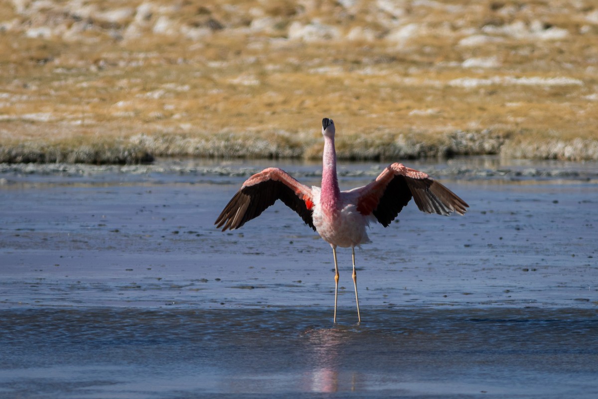 Andean Flamingo - ML617909987