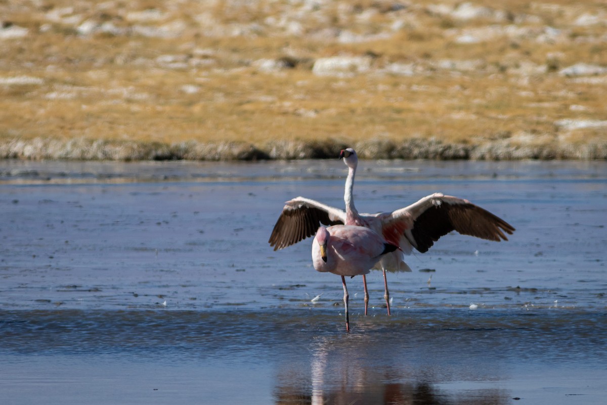 Andean Flamingo - ML617909988