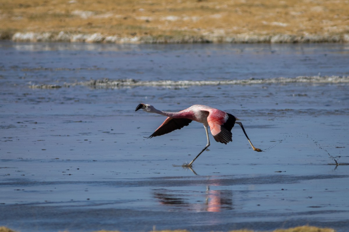Andean Flamingo - Ariel Cabrera Foix