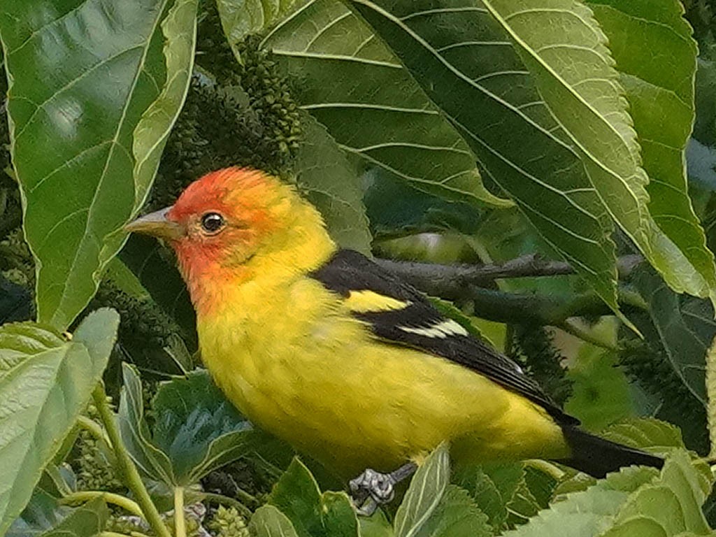 Western Tanager - ML617910003