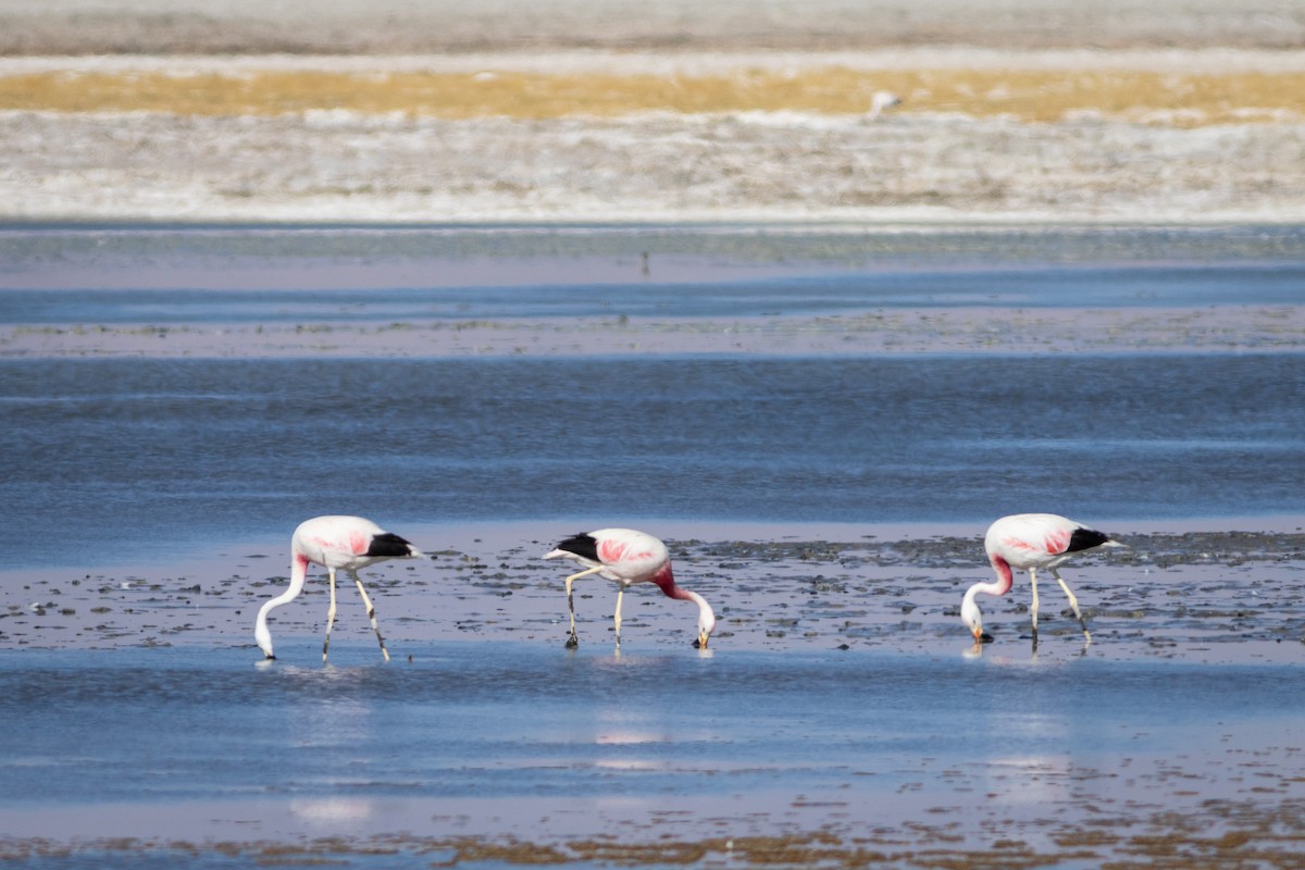 Andean Flamingo - Ariel Cabrera Foix