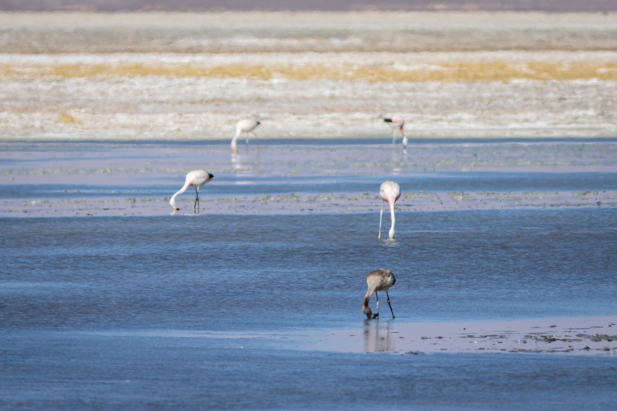 Andean Flamingo - ML617910005