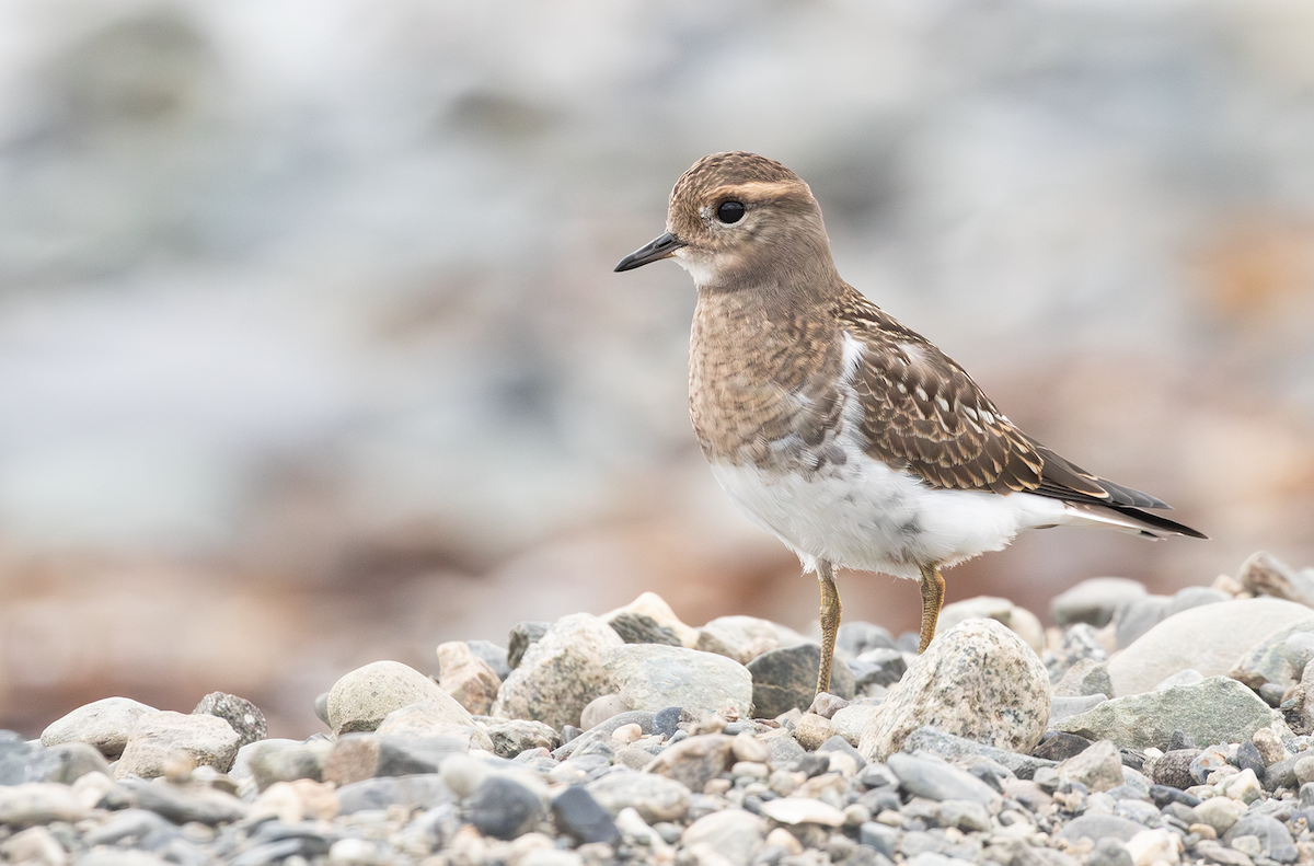 Rufous-chested Dotterel - ML617910086