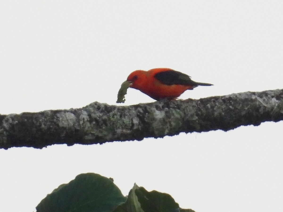 Scarlet Tanager - ML617910124