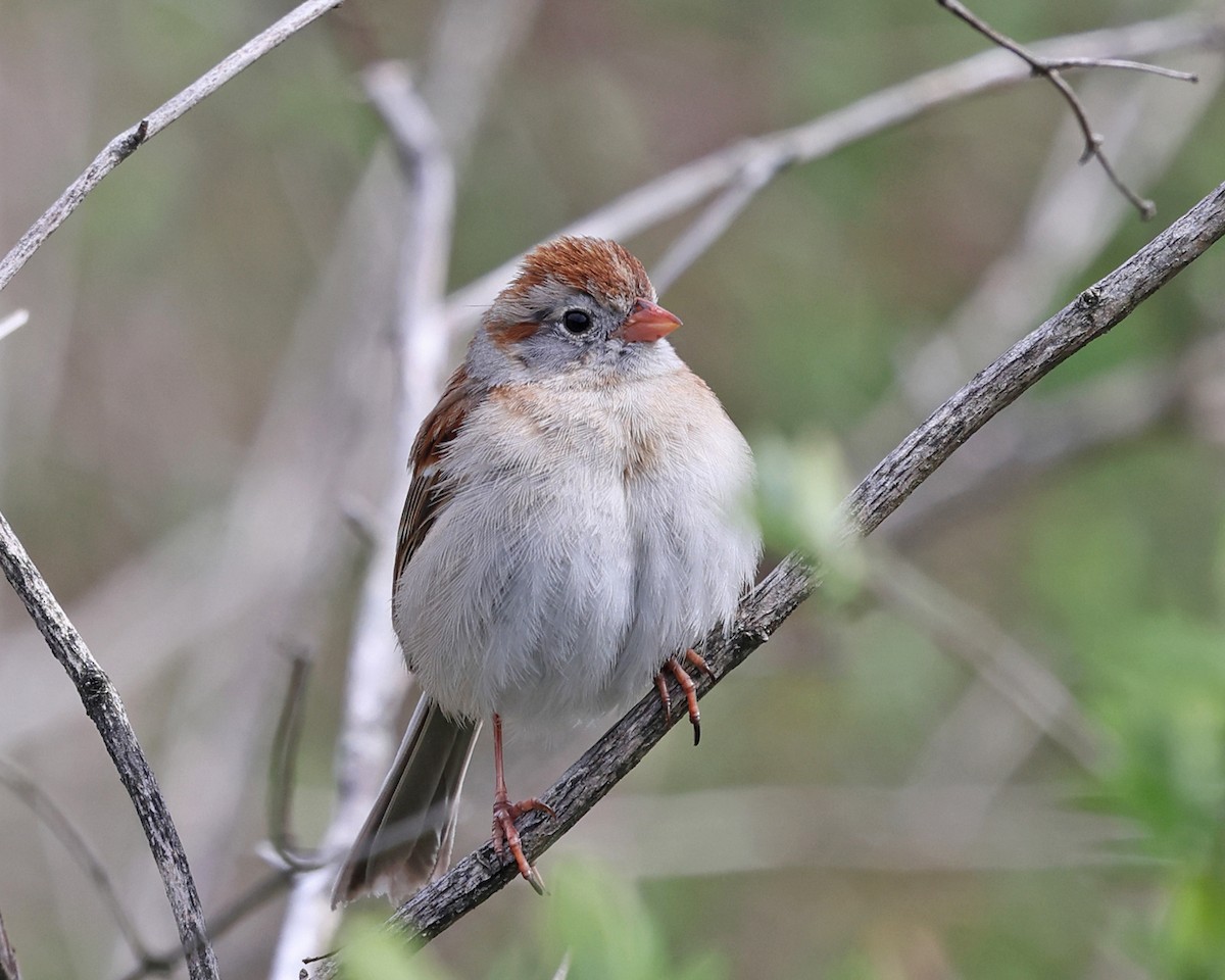 Field Sparrow - ML617910164