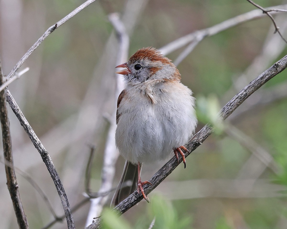 Field Sparrow - Tom Murray