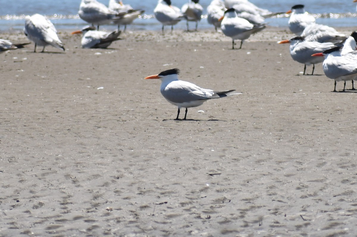 Royal Tern - Claire H