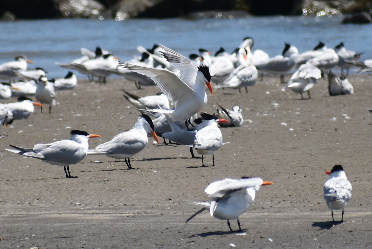 Royal Tern - Claire H