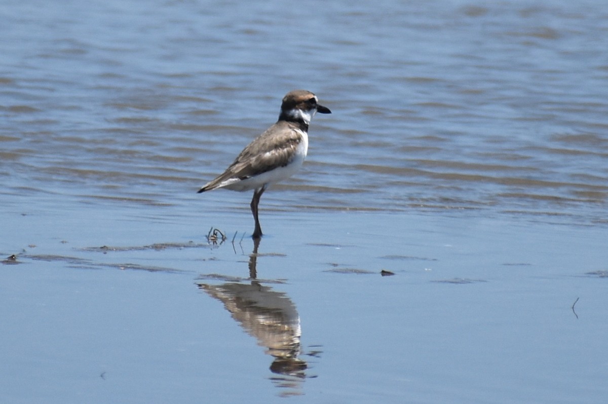Wilson's Plover - Claire H