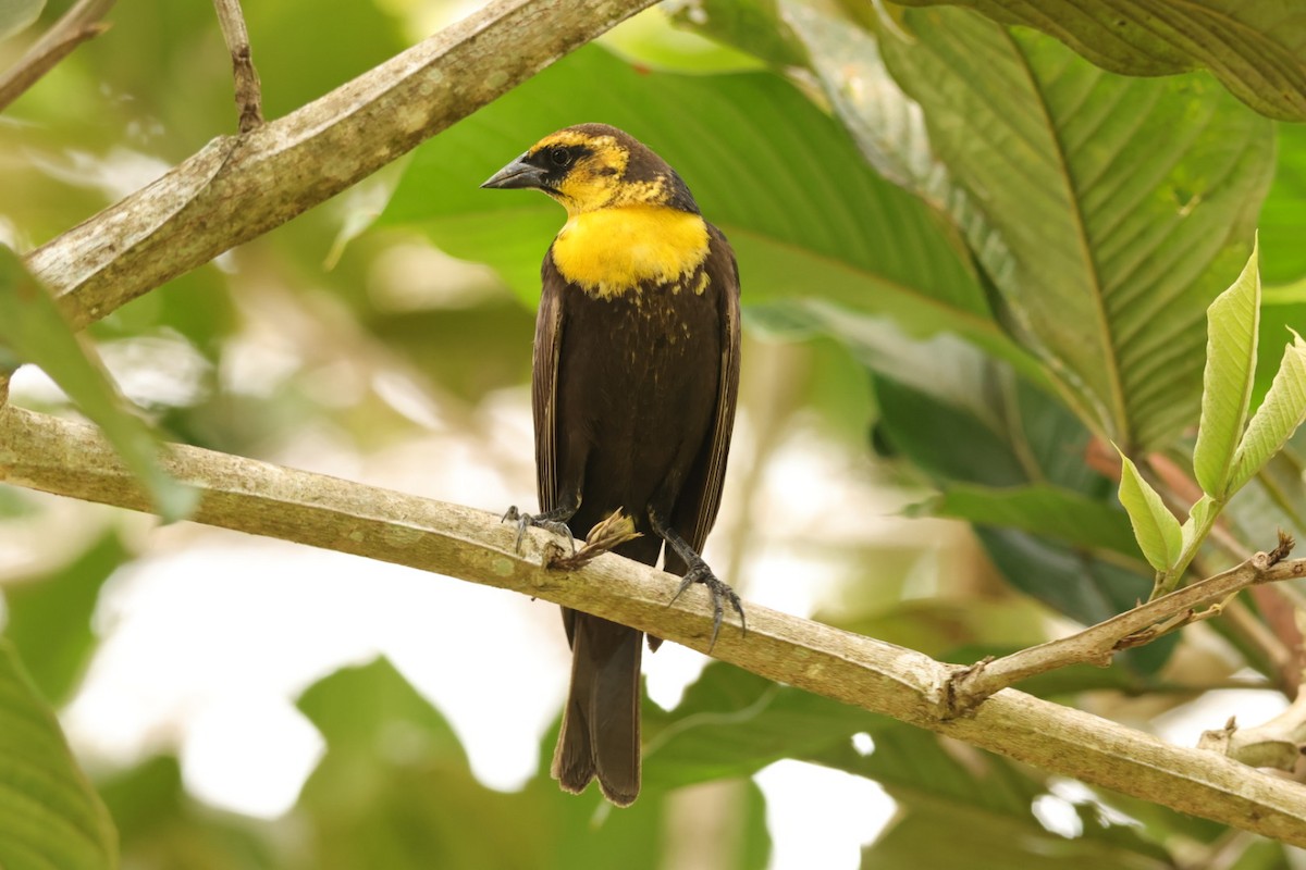 Yellow-headed Blackbird - ML617910211