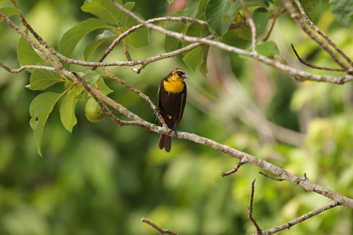 Yellow-headed Blackbird - ML617910212