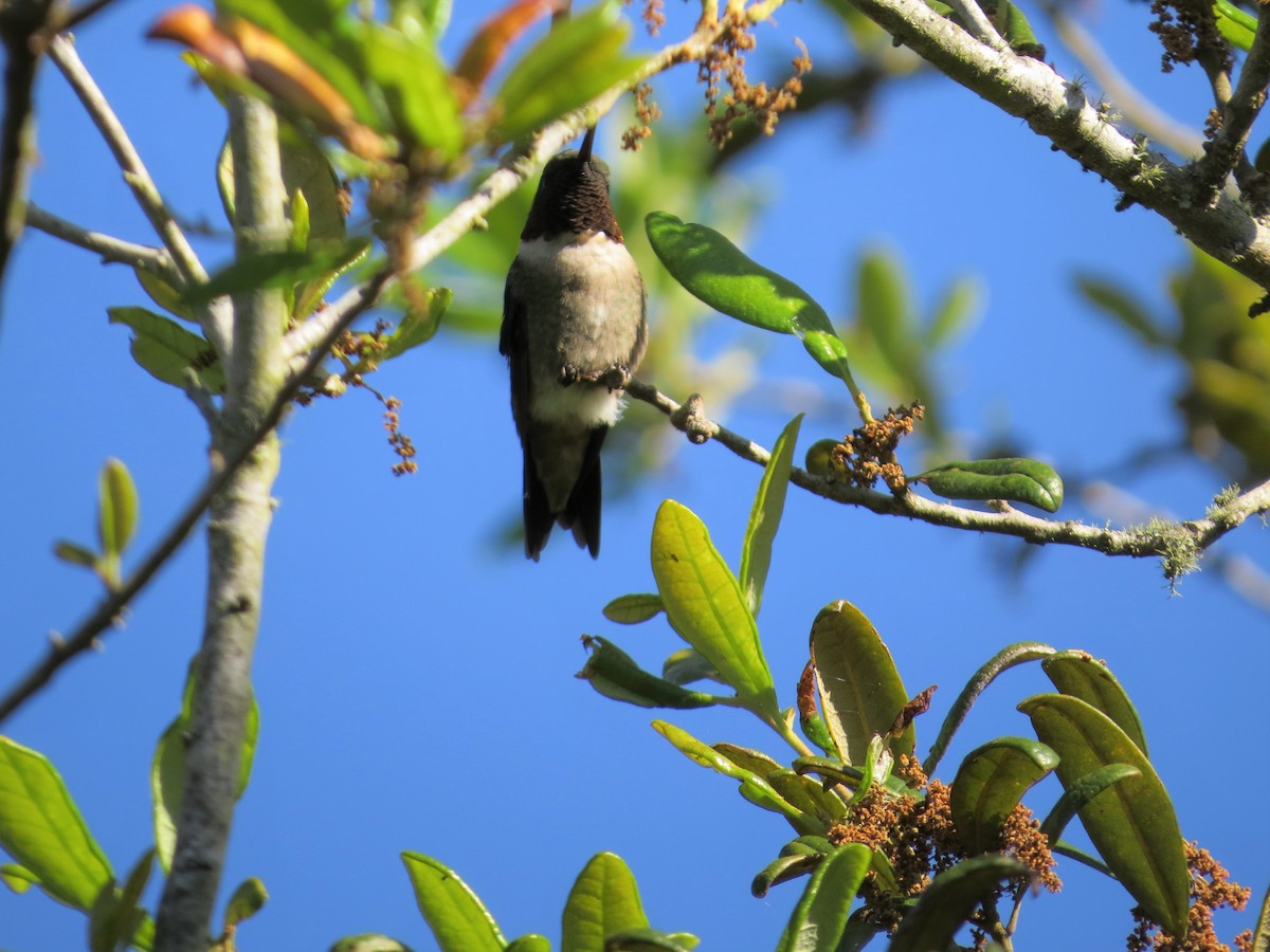 Ruby-throated Hummingbird - David Littlepage
