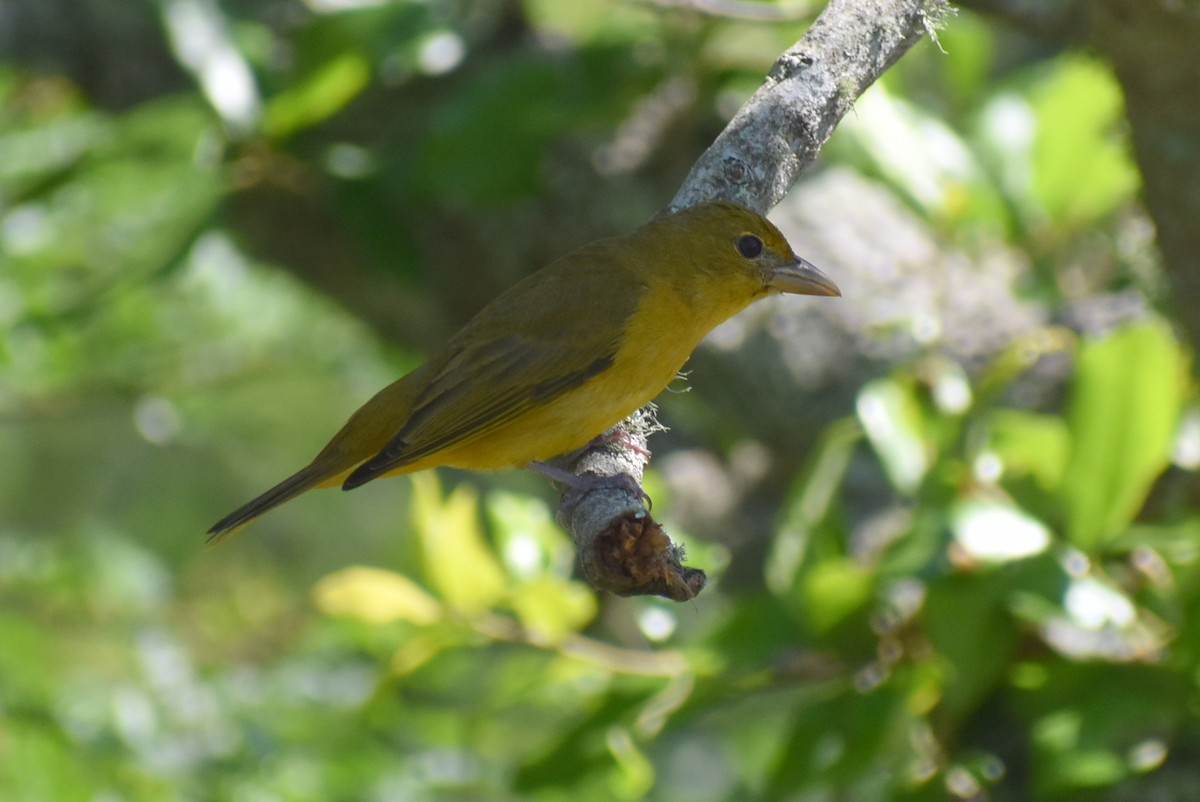 Summer Tanager - Claire H