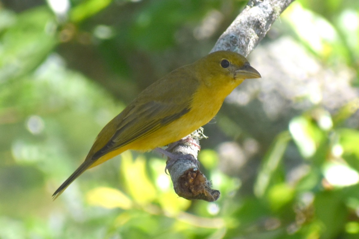 Summer Tanager - Claire H