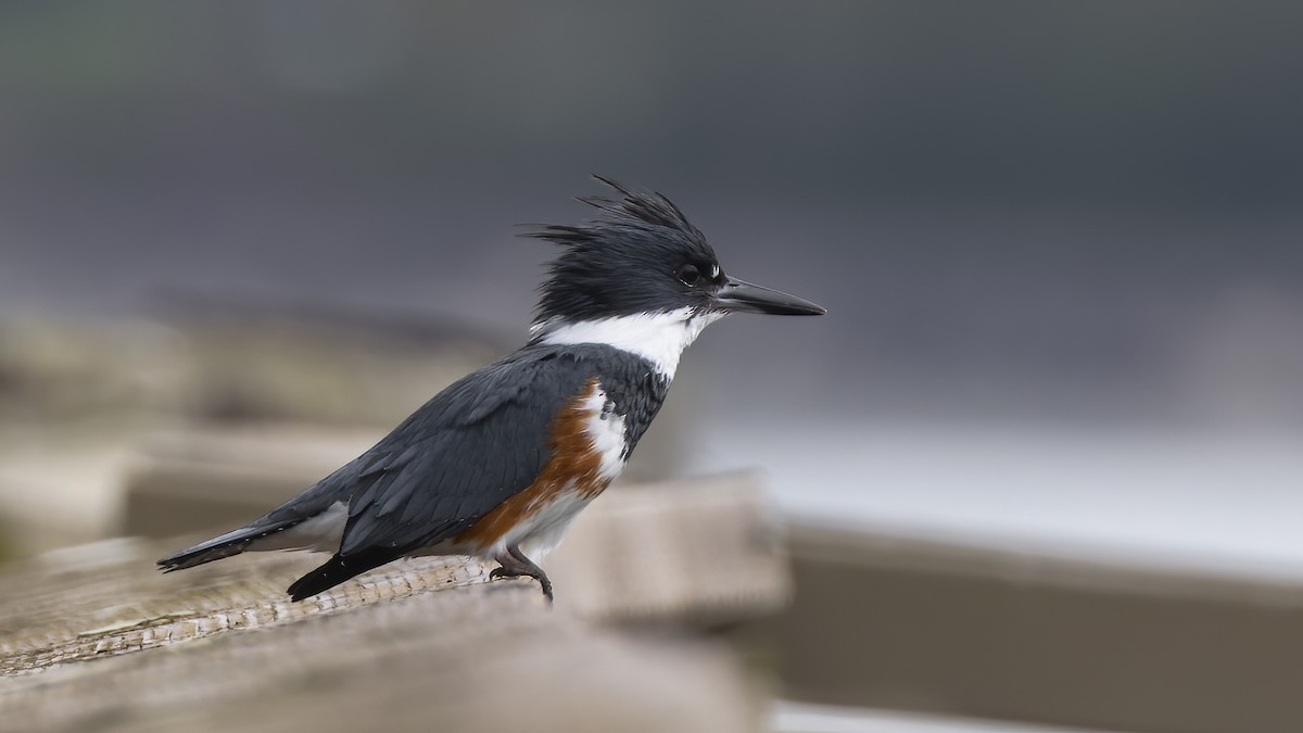 Belted Kingfisher - ML617910393