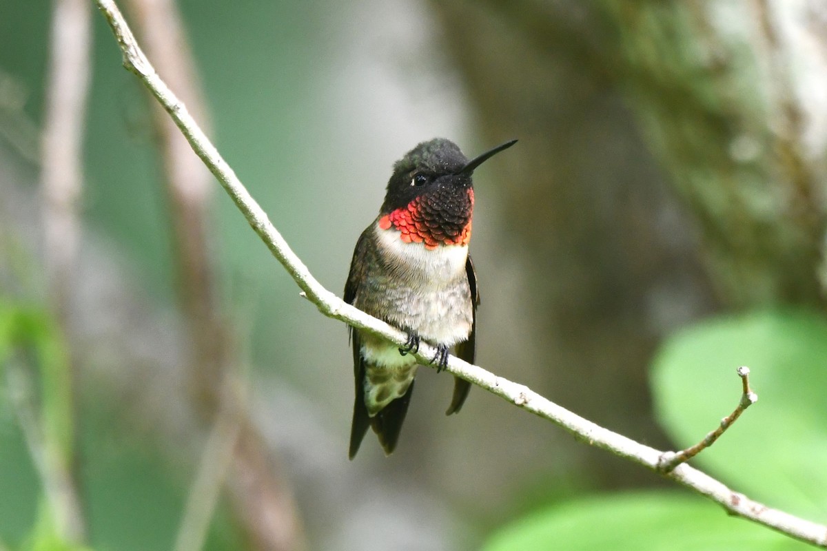 Ruby-throated Hummingbird - ML617910422