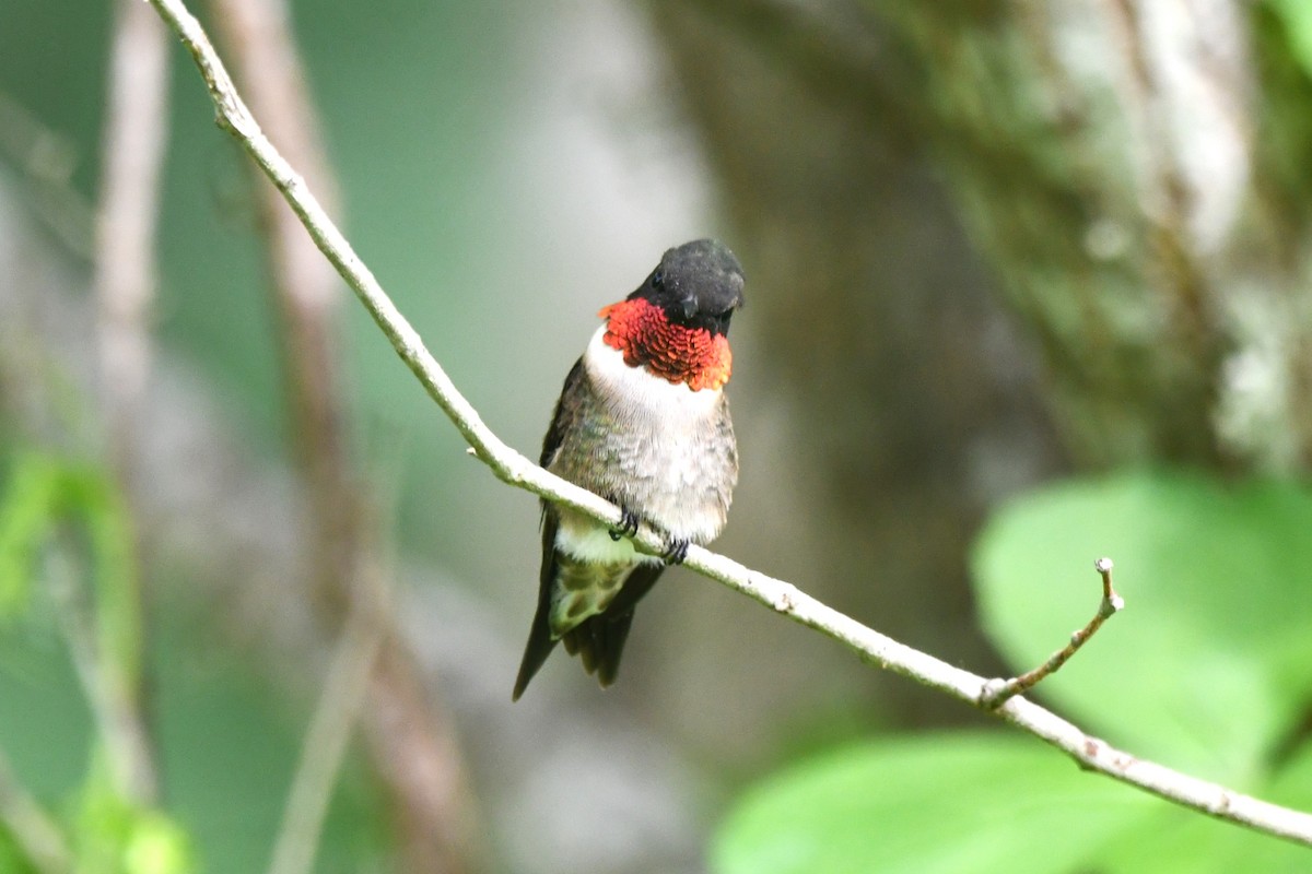 Ruby-throated Hummingbird - Ed Thomas