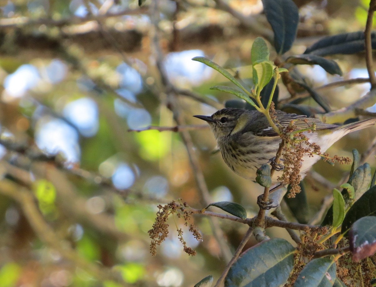 Cape May Warbler - ML617910470