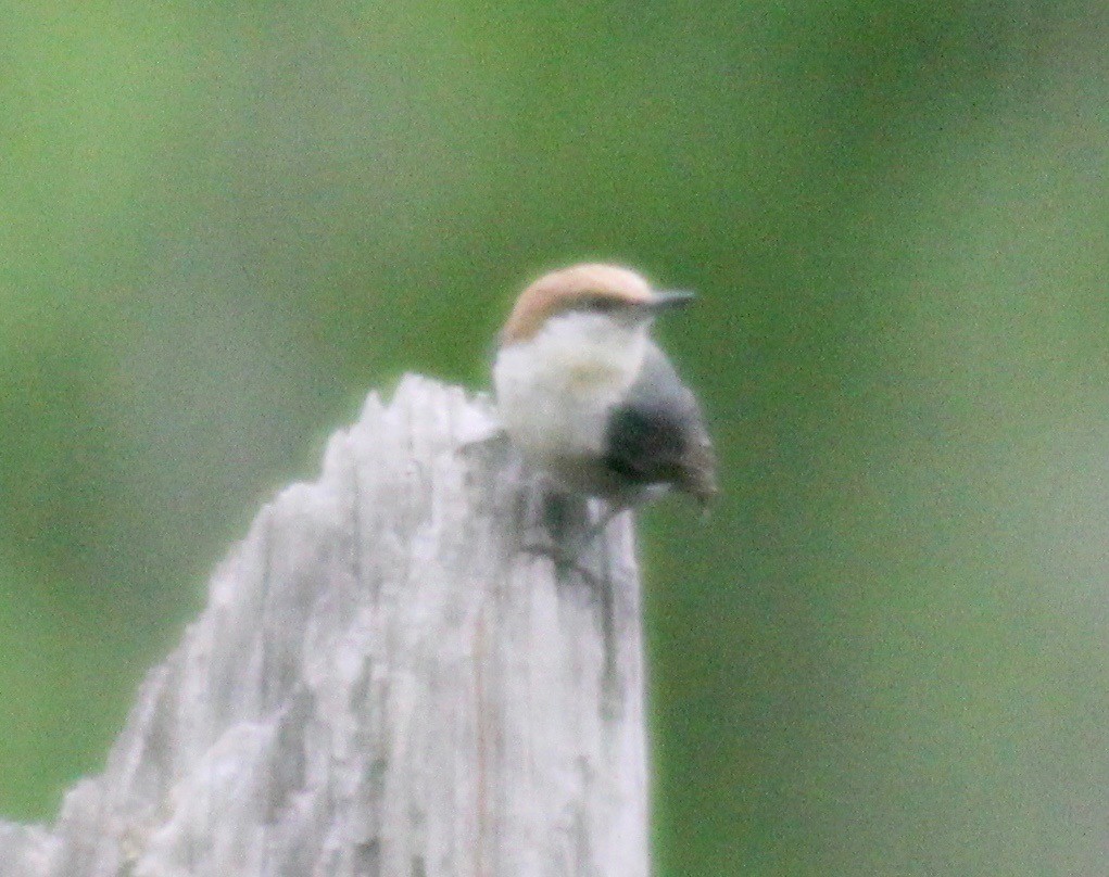Brown-headed Nuthatch - ML617910502