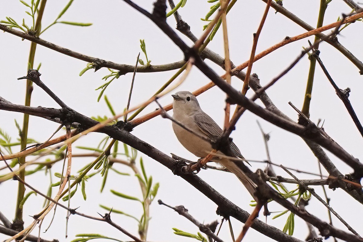 Lucy's Warbler - ML617910548