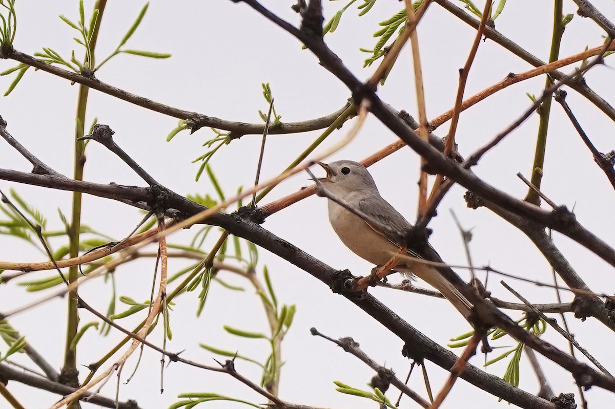 Lucy's Warbler - ML617910549