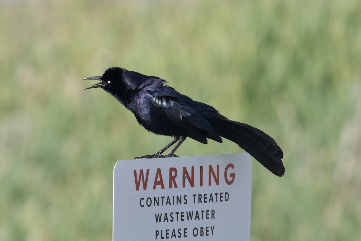 Great-tailed Grackle - ML617910569