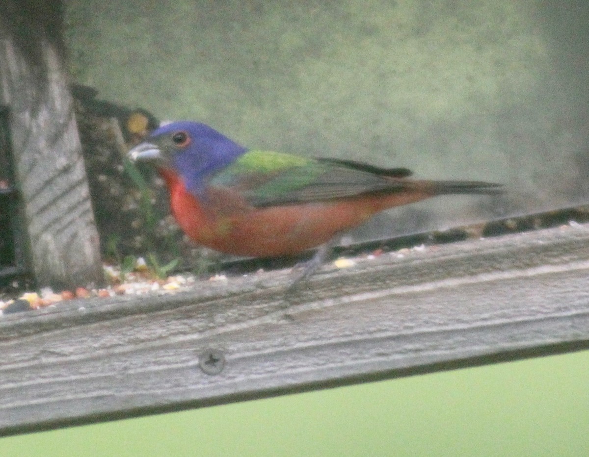Painted Bunting - ML617910572