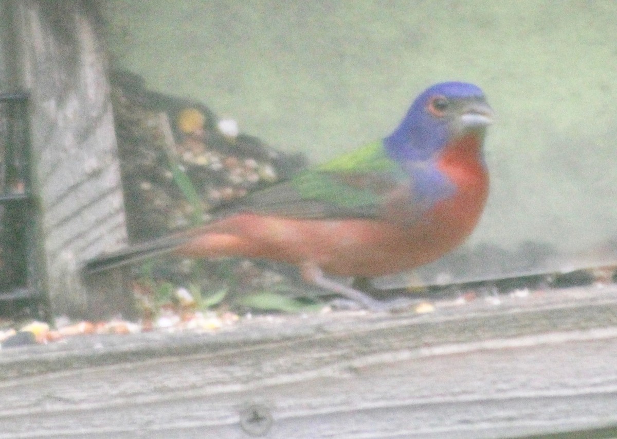 Painted Bunting - ML617910573