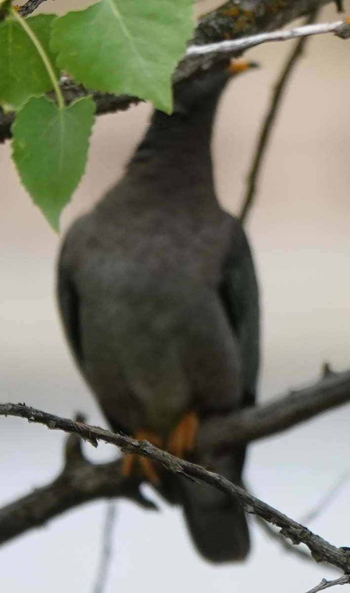 Band-tailed Pigeon - ML617910587