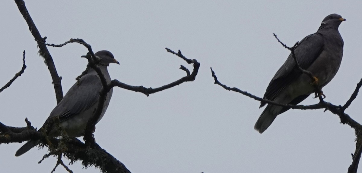 Band-tailed Pigeon - John Fields