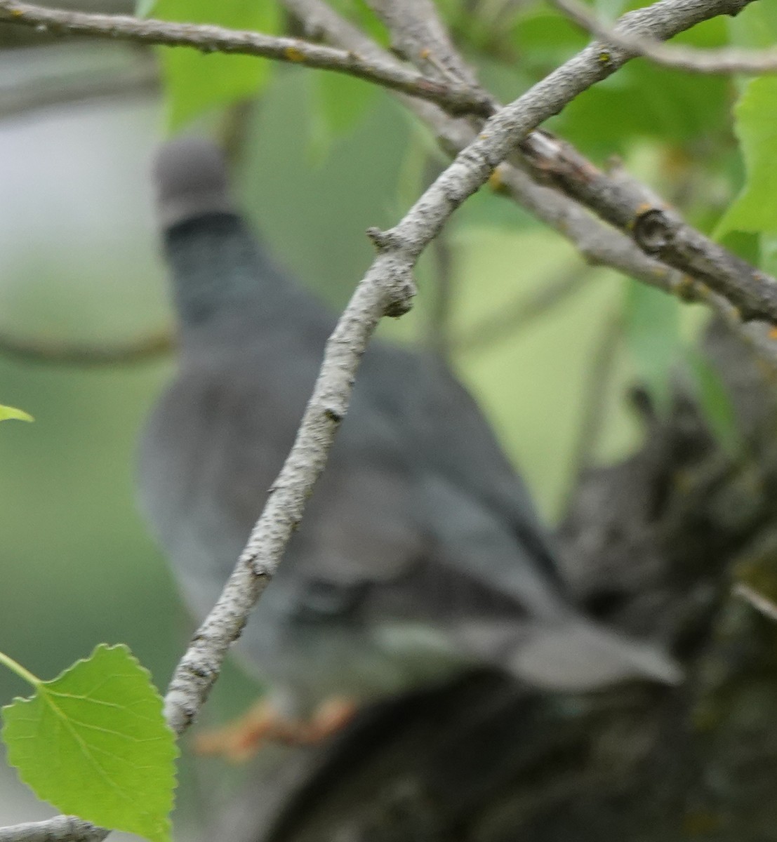 Band-tailed Pigeon - ML617910589