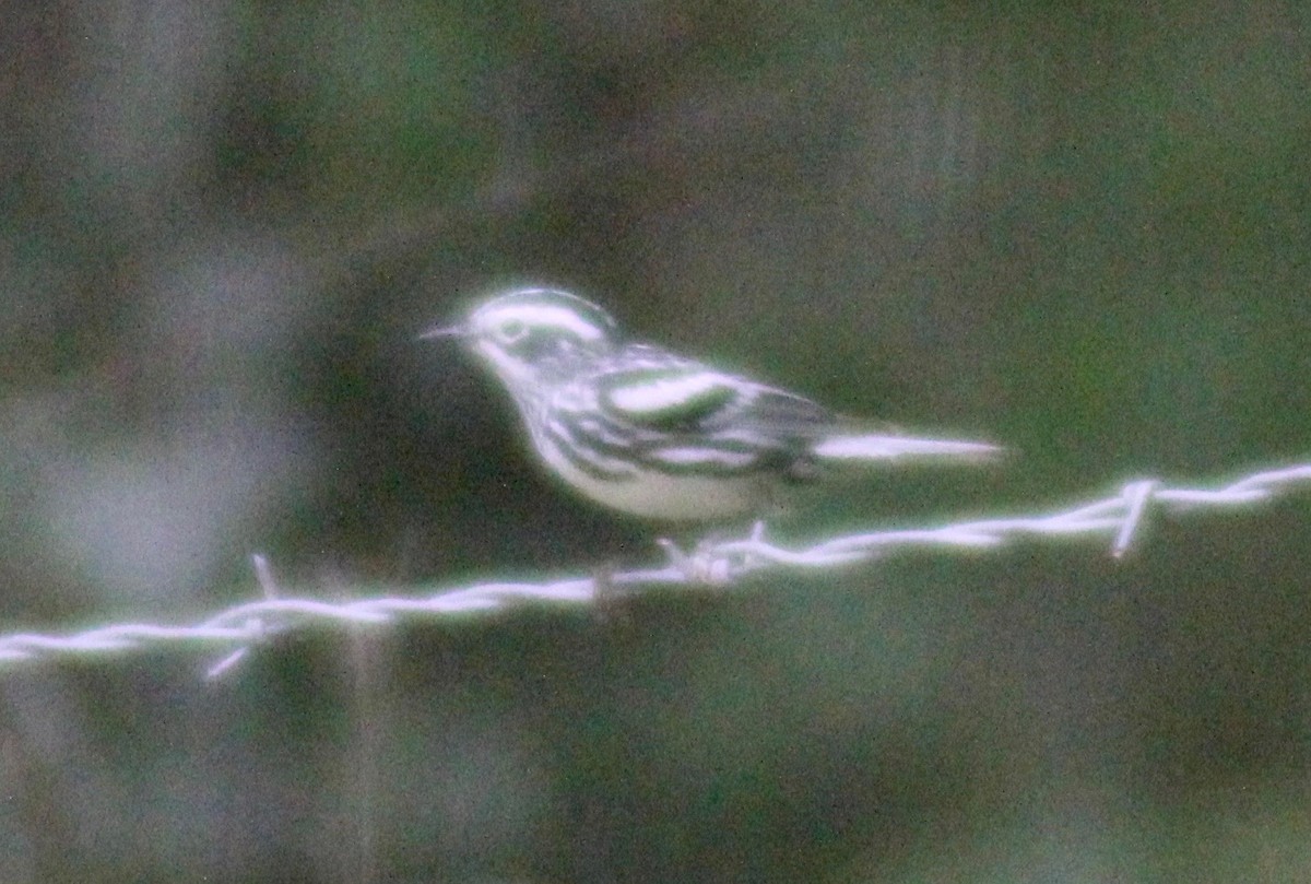 Black-and-white Warbler - ML617910602