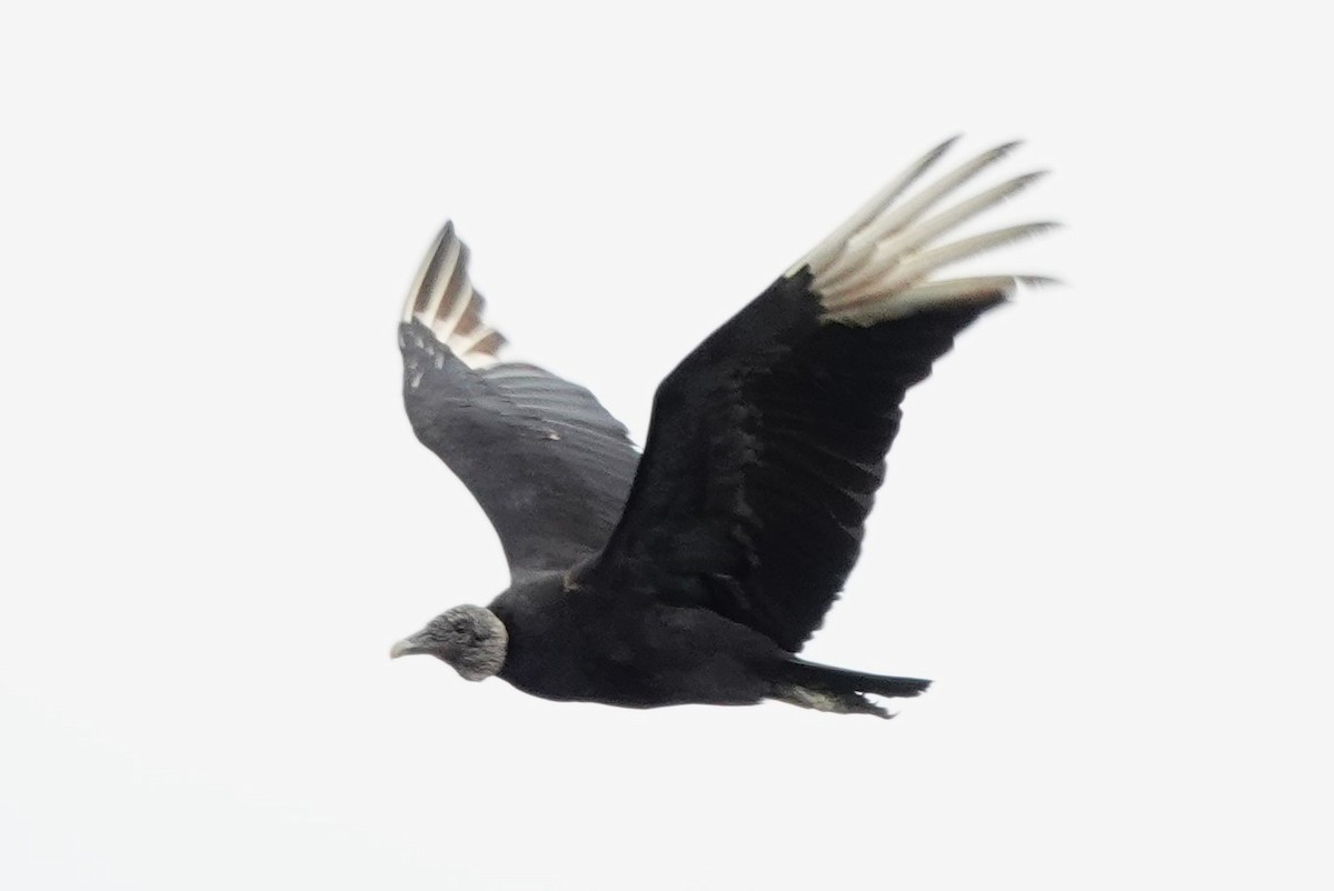 Black Vulture - ML617910609