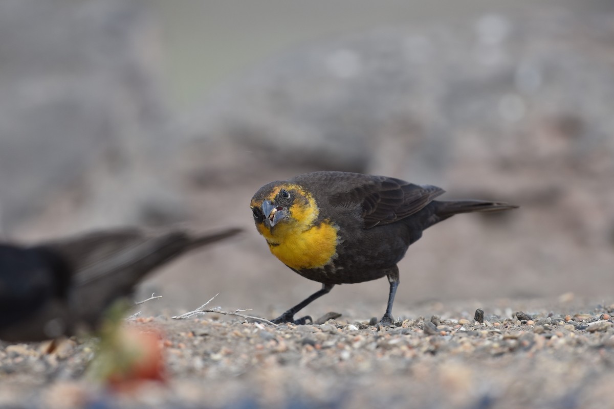 Yellow-headed Blackbird - Eleni Kondilis