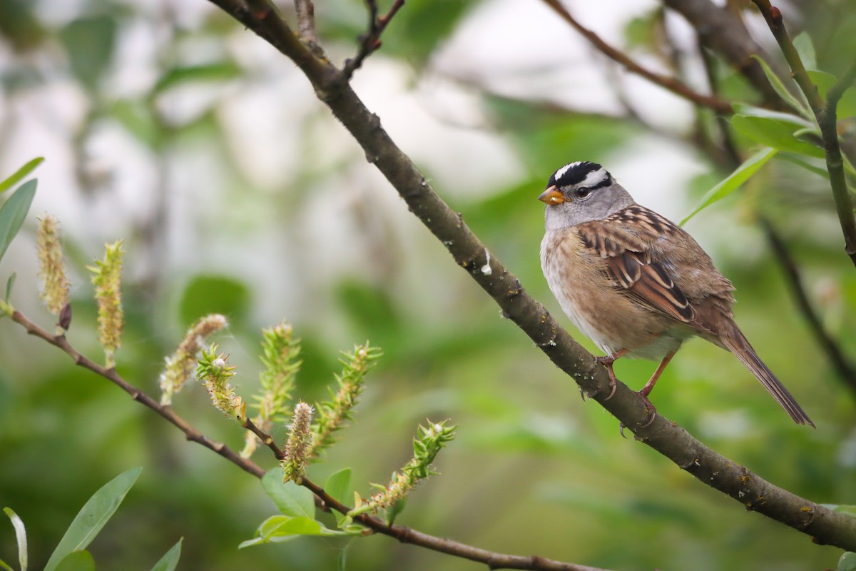 White-crowned Sparrow - Amanda Aman