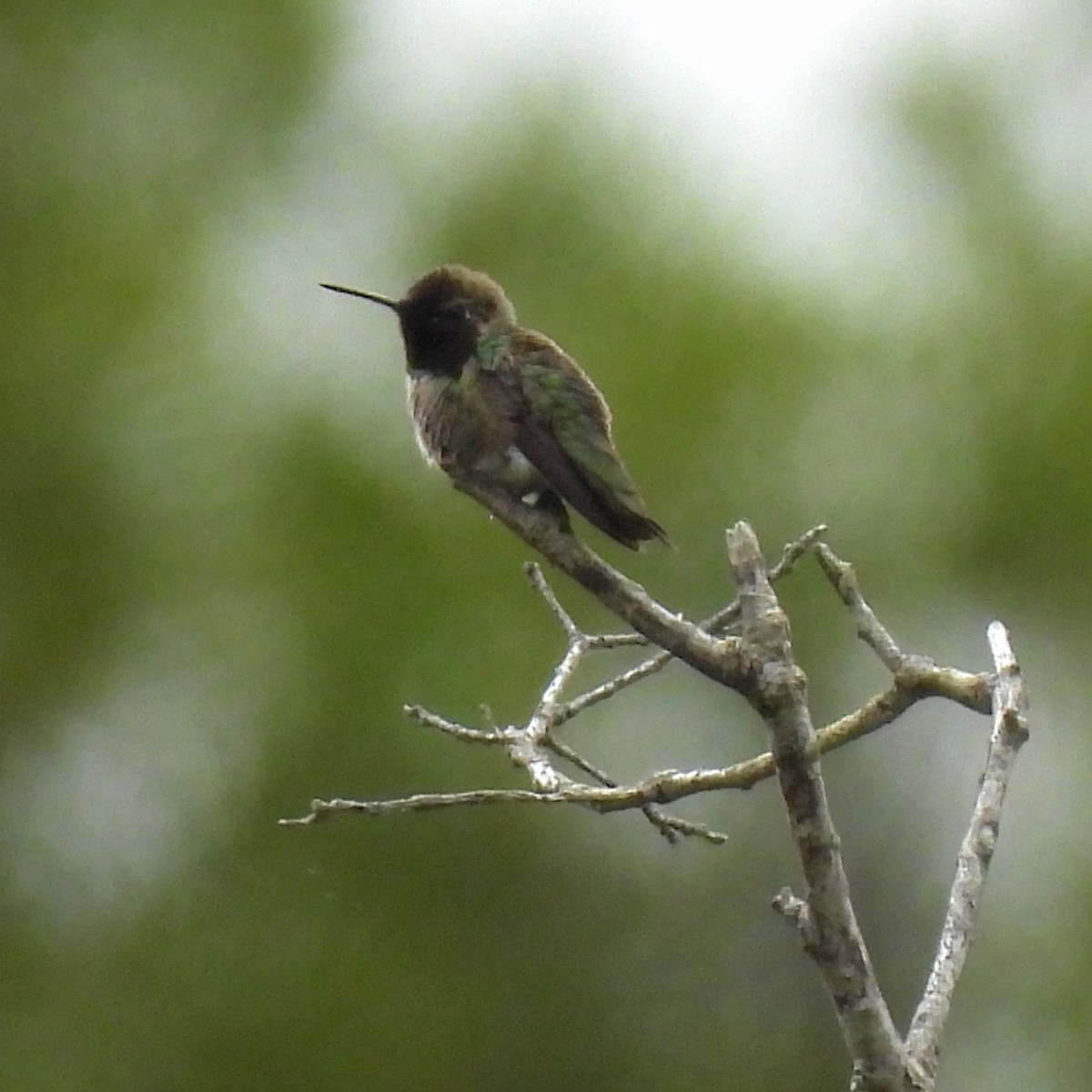 Anna's Hummingbird - ML617910636