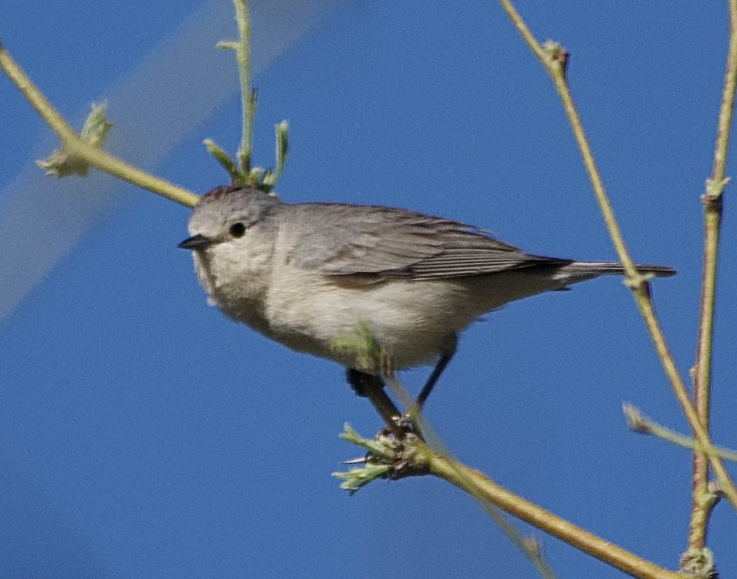 Lucy's Warbler - ML617910641