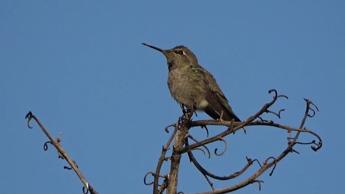 Anna's Hummingbird - ML617910644