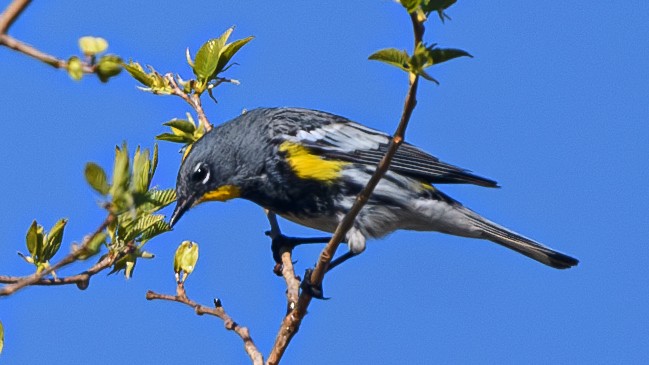 Yellow-rumped Warbler (Audubon's) - Bruce Kennedy
