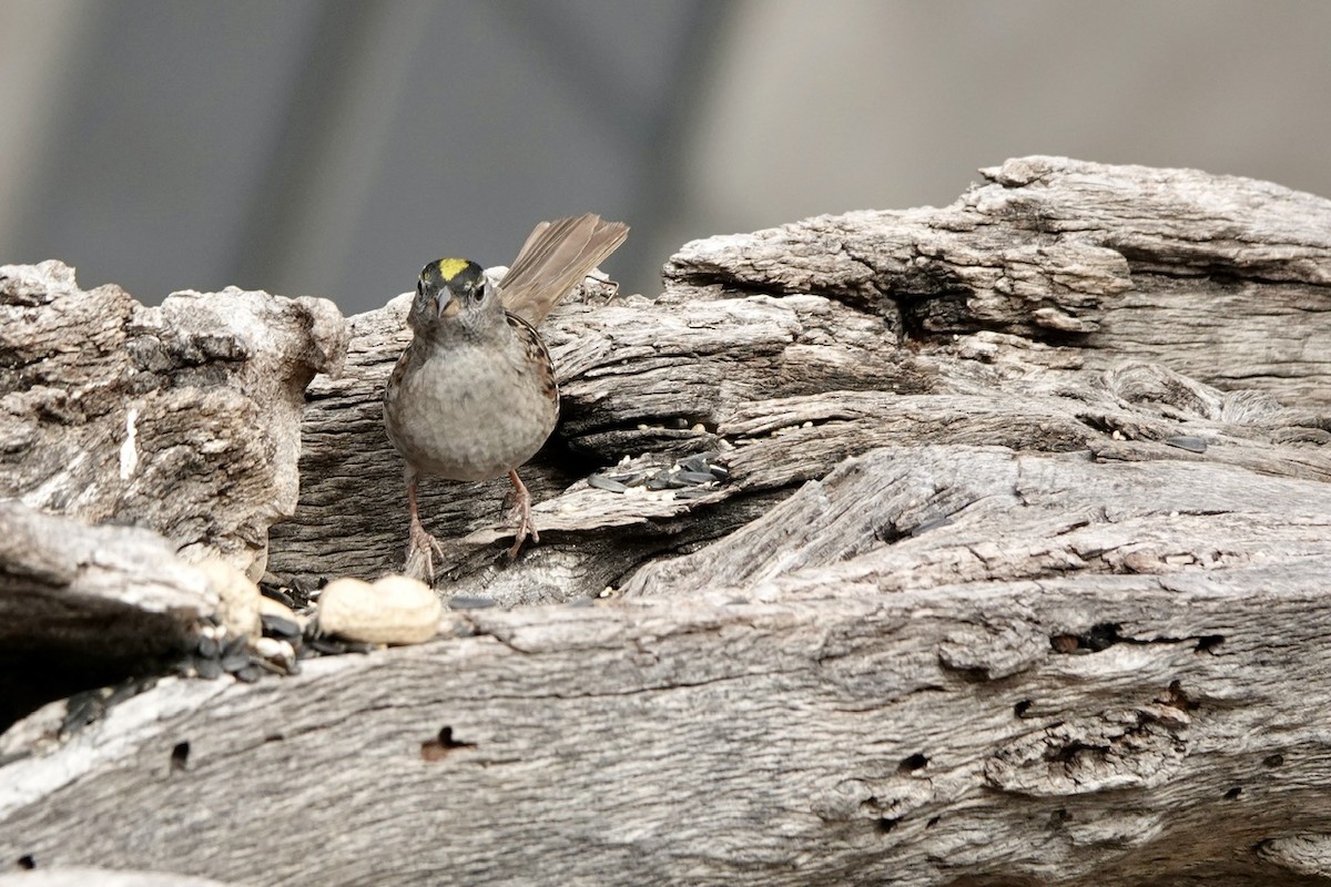 Golden-crowned Sparrow - ML617910704